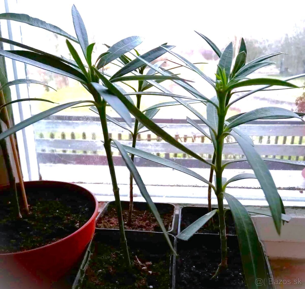 Oleandre-Mladé rastliny - 3