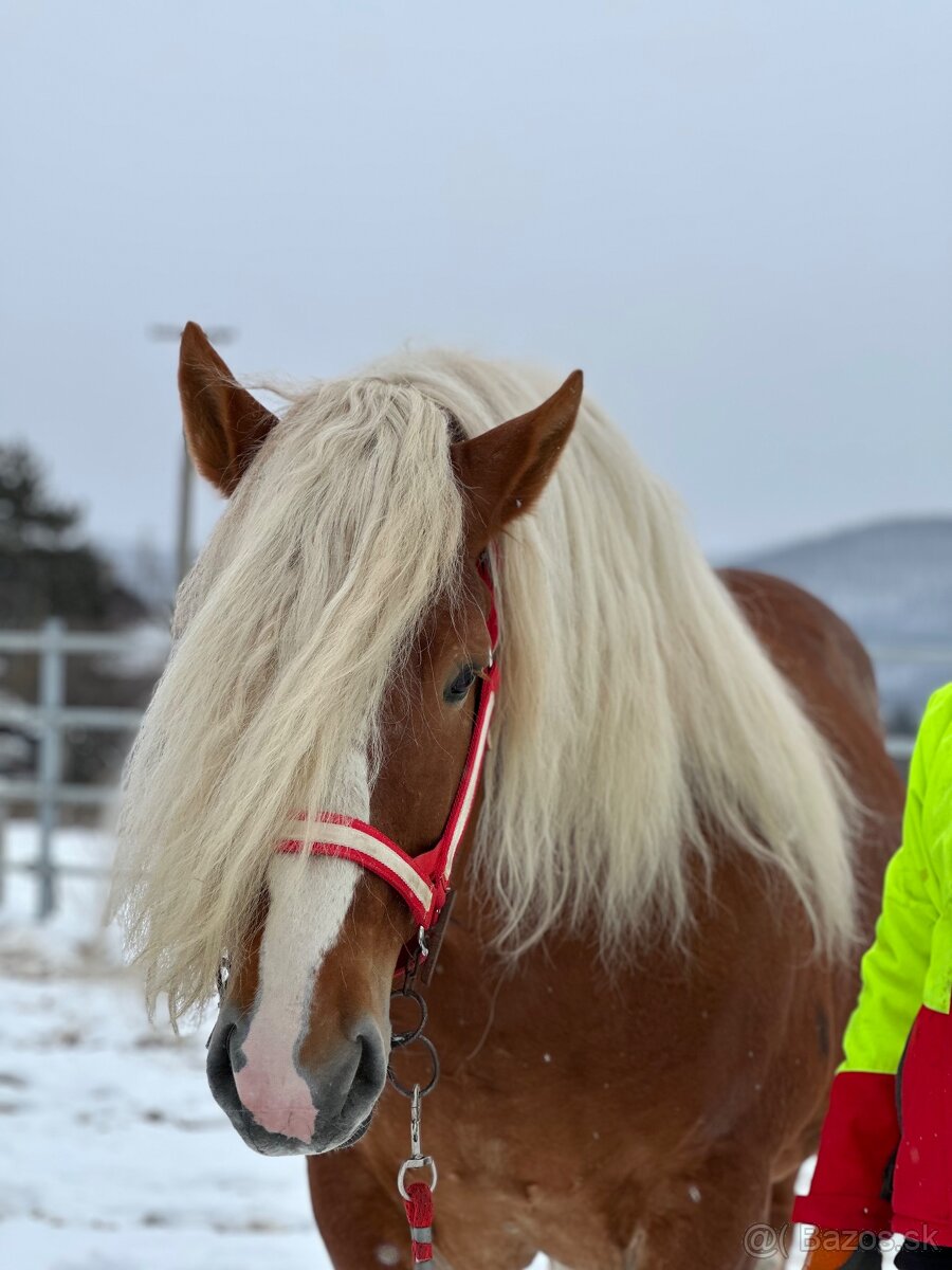 Švédsky Ardén - plemenný žrebec - 3