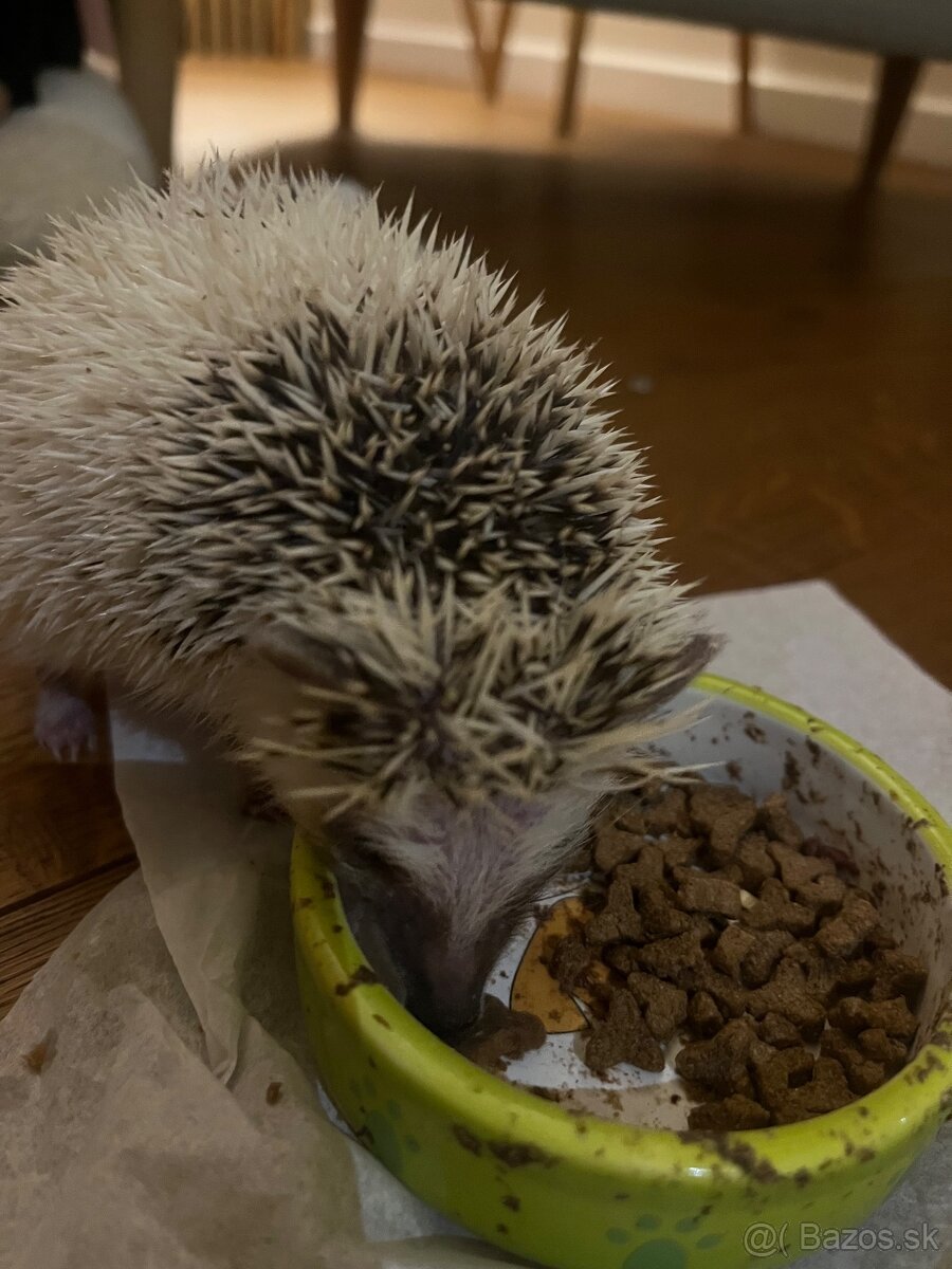 Ježkov Bielobruchý - 3