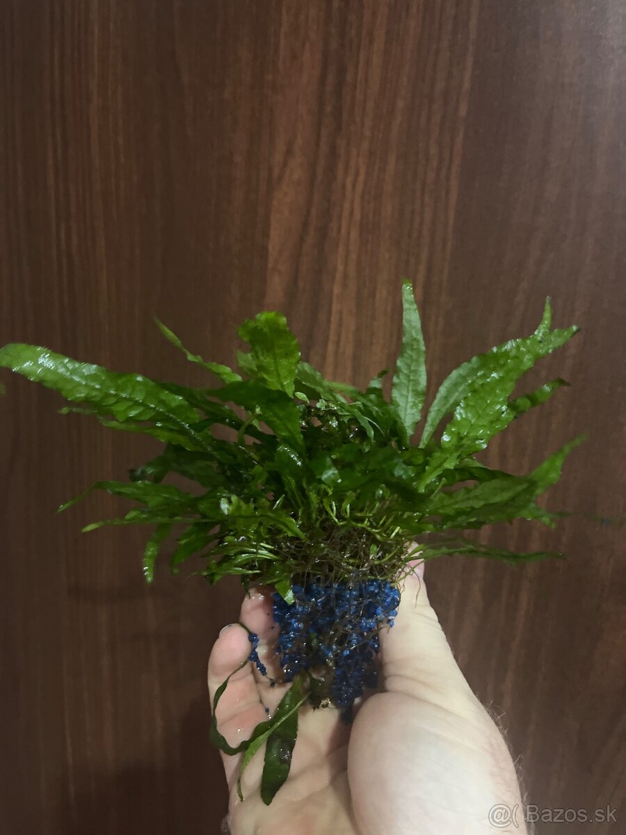 Rastlinky do akvária - 3