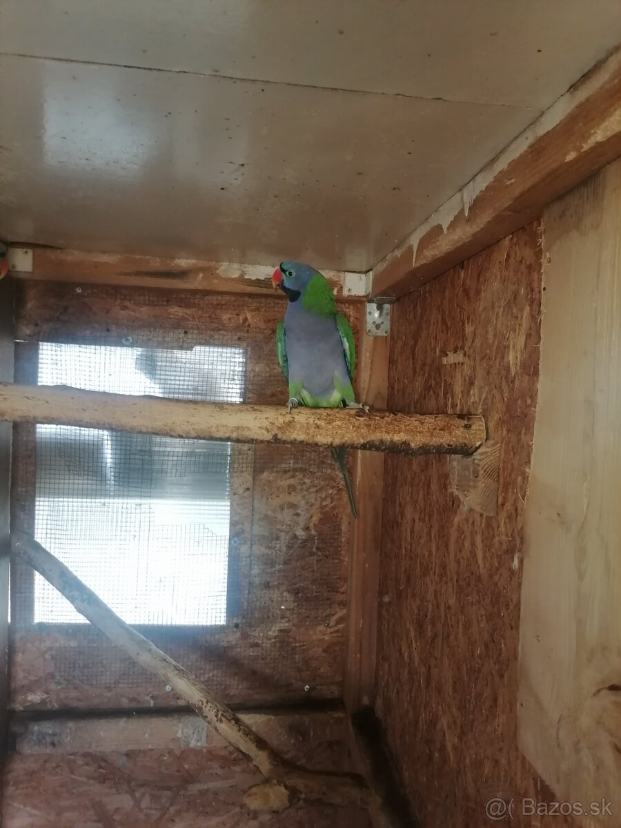 Alexander cinsky - 3