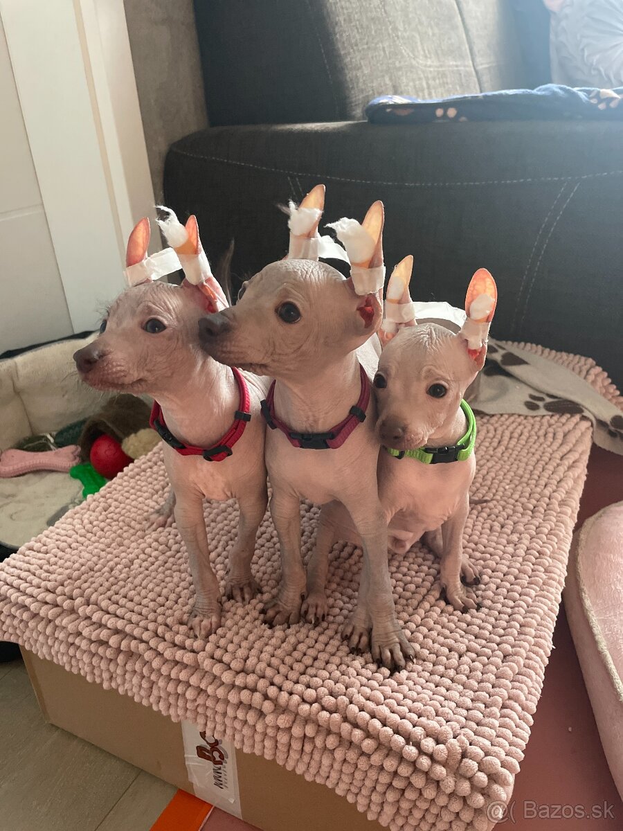 Peruánsky naháč malý - 3