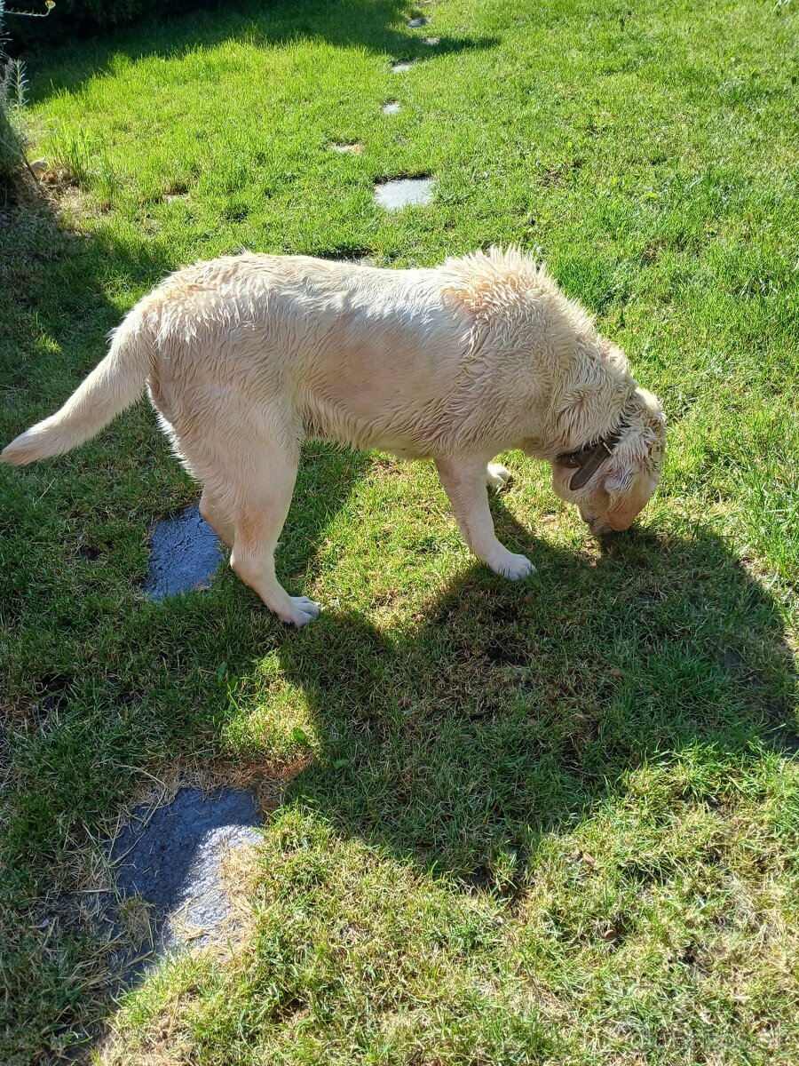 Labradorský retriever fenka - 3