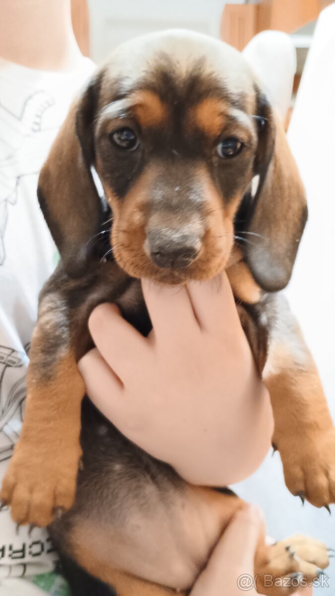 Šteniatka -jazvečik trpasličí - 3