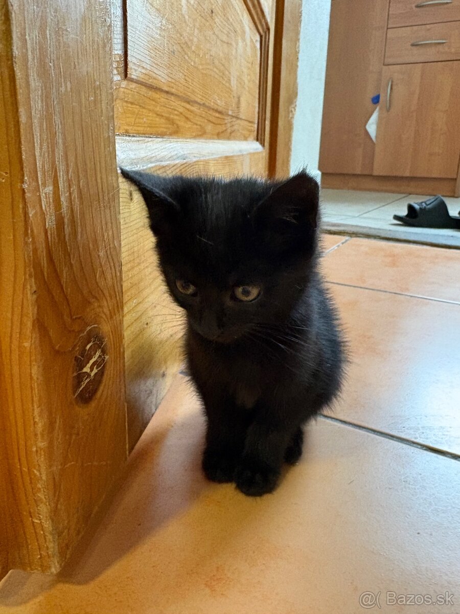 Darujem kocúra - 3