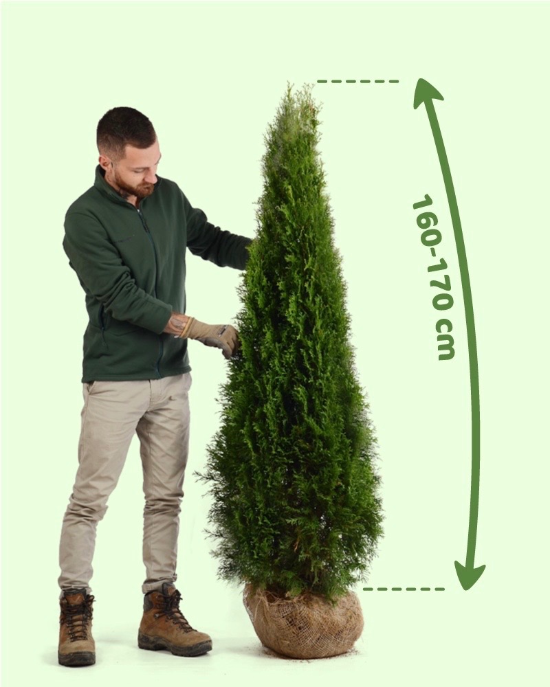 TUJE SMARAGD Premium -Prešov, Východ - 3