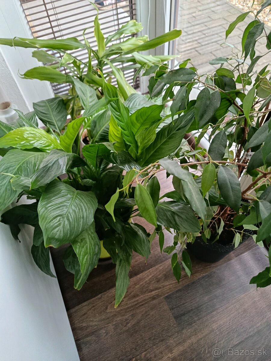 Kvety v kvetináči - 3