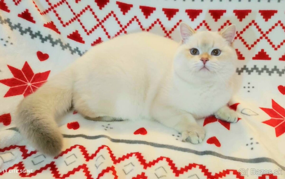 Britské mačiatka❤️extra kvalita-Igor - 3
