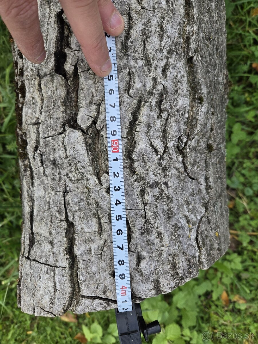 Kmeň orecha na predaj - 3