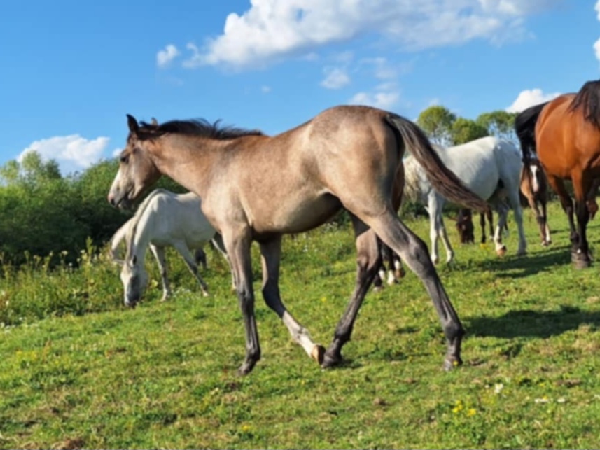 Shagya arab žrebec - 3