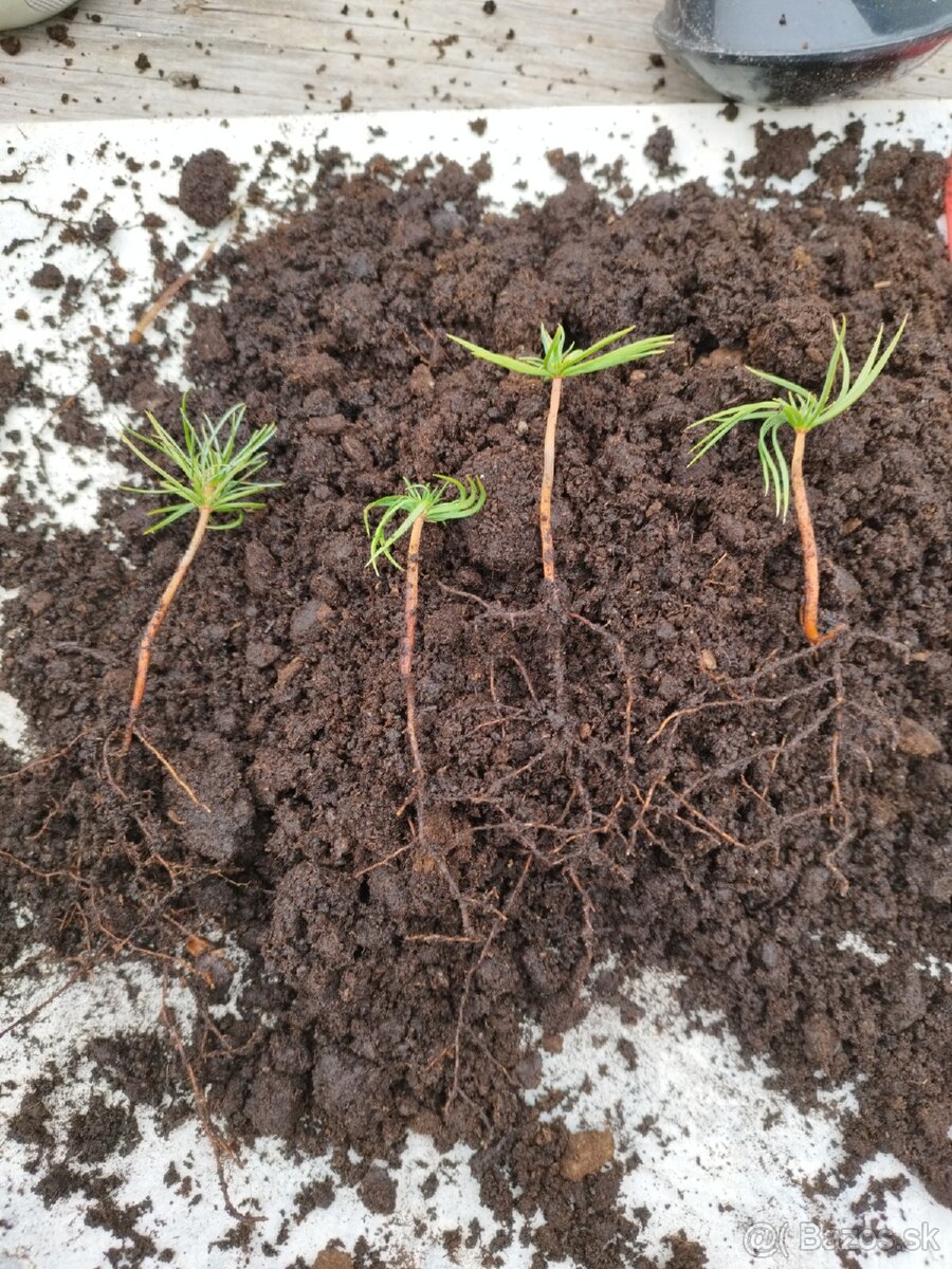 Vianočný stromček - céder sibírsky - 3