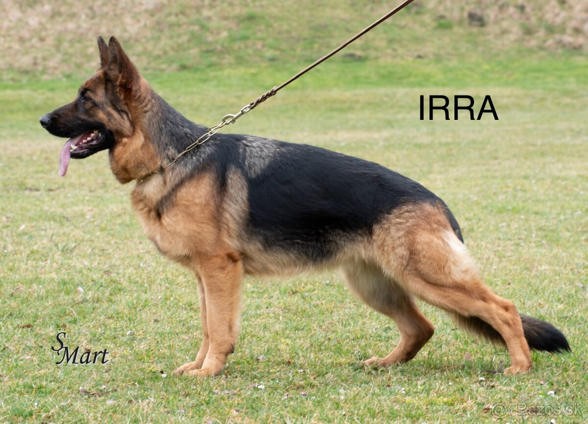 Nemecký ovčiak šteniatka - 3