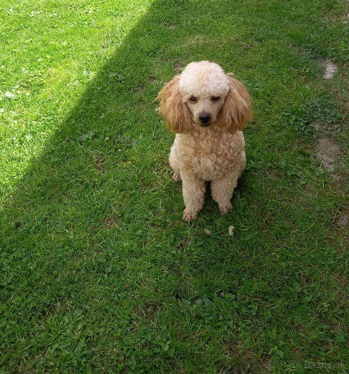 Pudel. - 3
