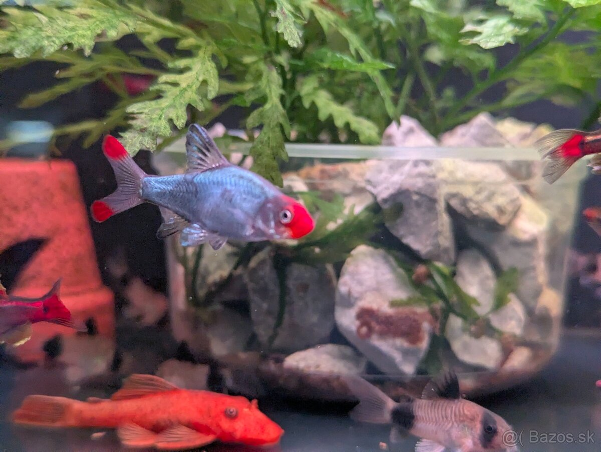 Razbora sawba - Sawbwa resplendens - 3