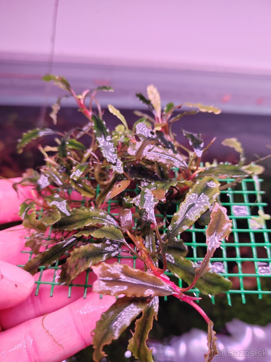 Bucephalandra a anubias nana - 3