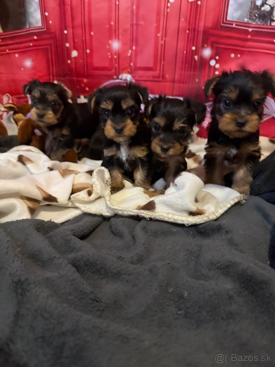 Jorkšírský teriér - Yorkshire teriér -šteniatka - 3