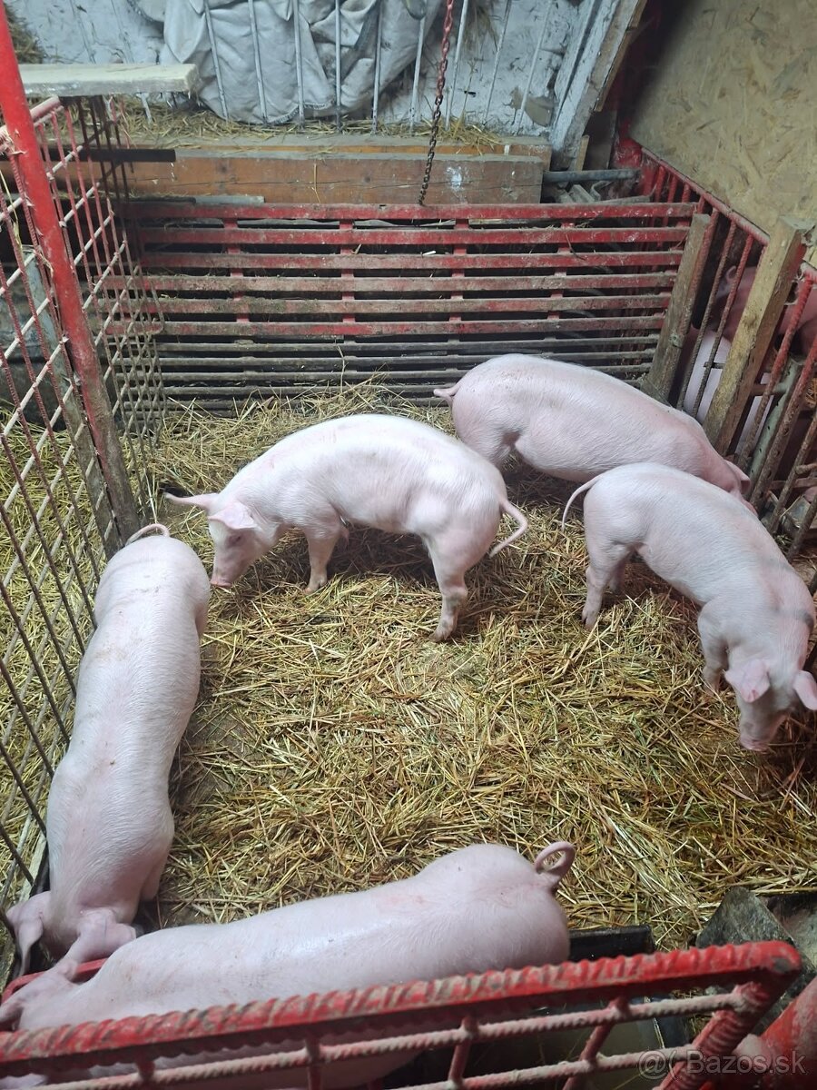 Odstavčata na predaj - 3