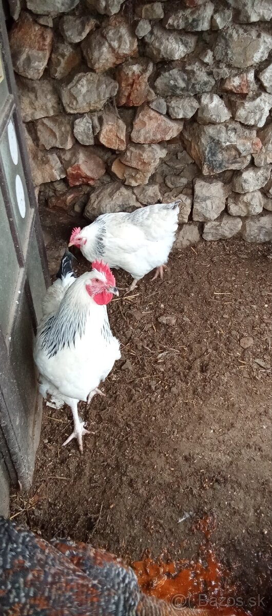 Kohútov - 3