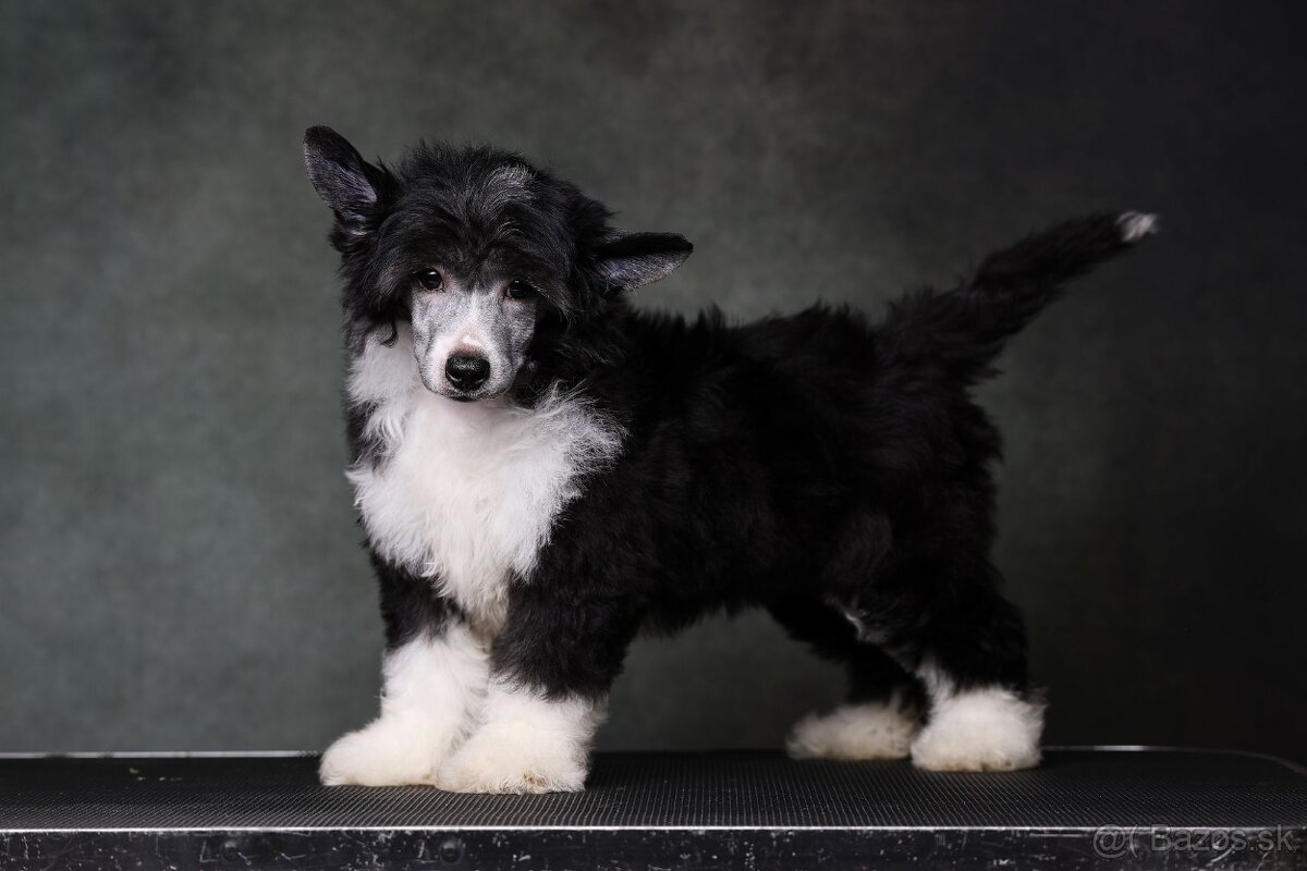 Čínsky chocholatý pes s PP - labutienka - 3