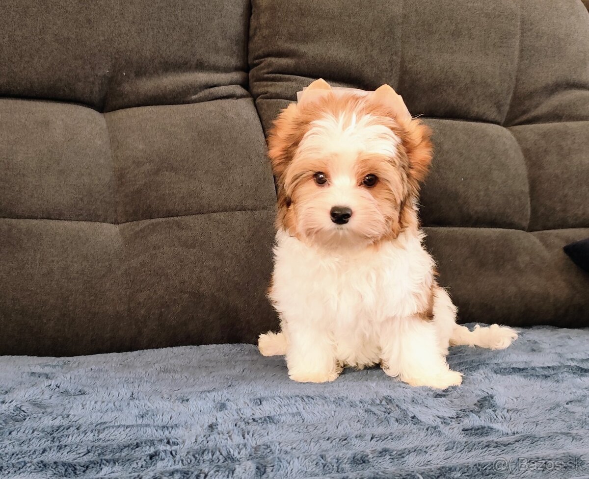 Yorkshire terrier - 3