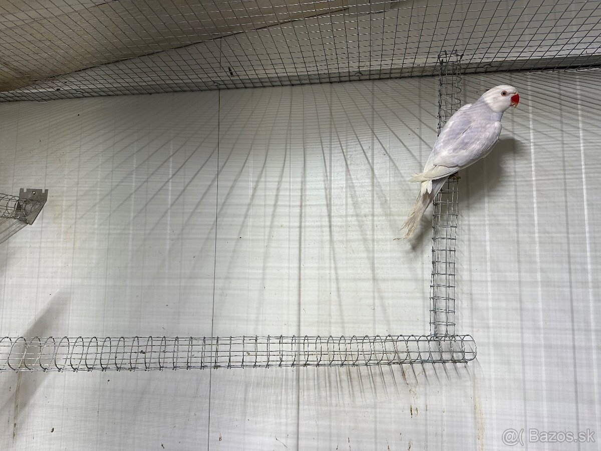 Alexander maly pallid - 3