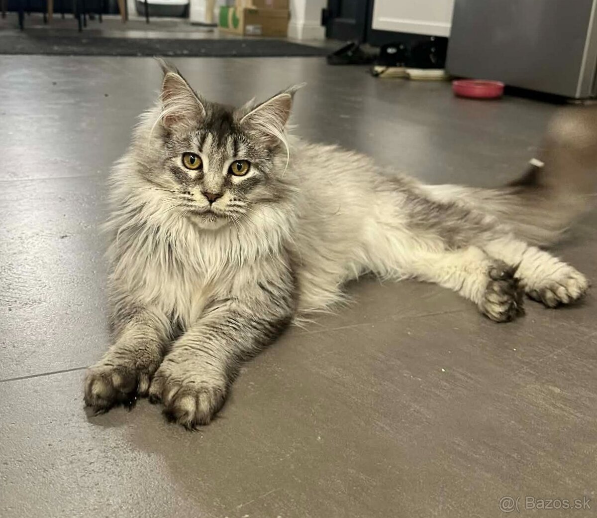 Maine coon, mainská mývalia s PP - kocúrik - 3
