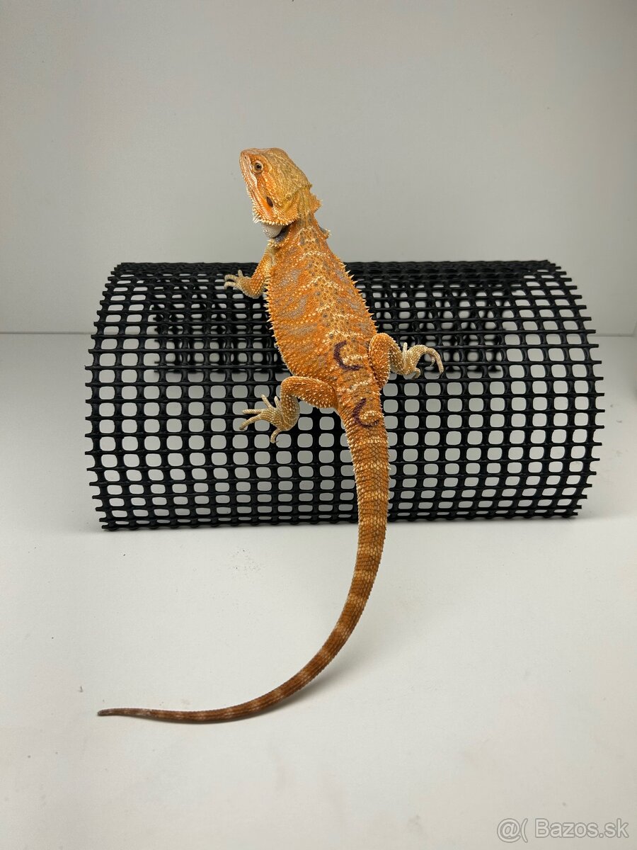 Agama bradatá - samice - 3