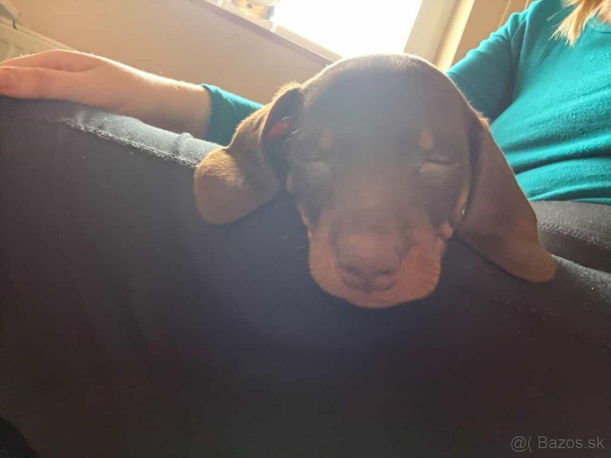 Krátkosrstý jazvečik - 3