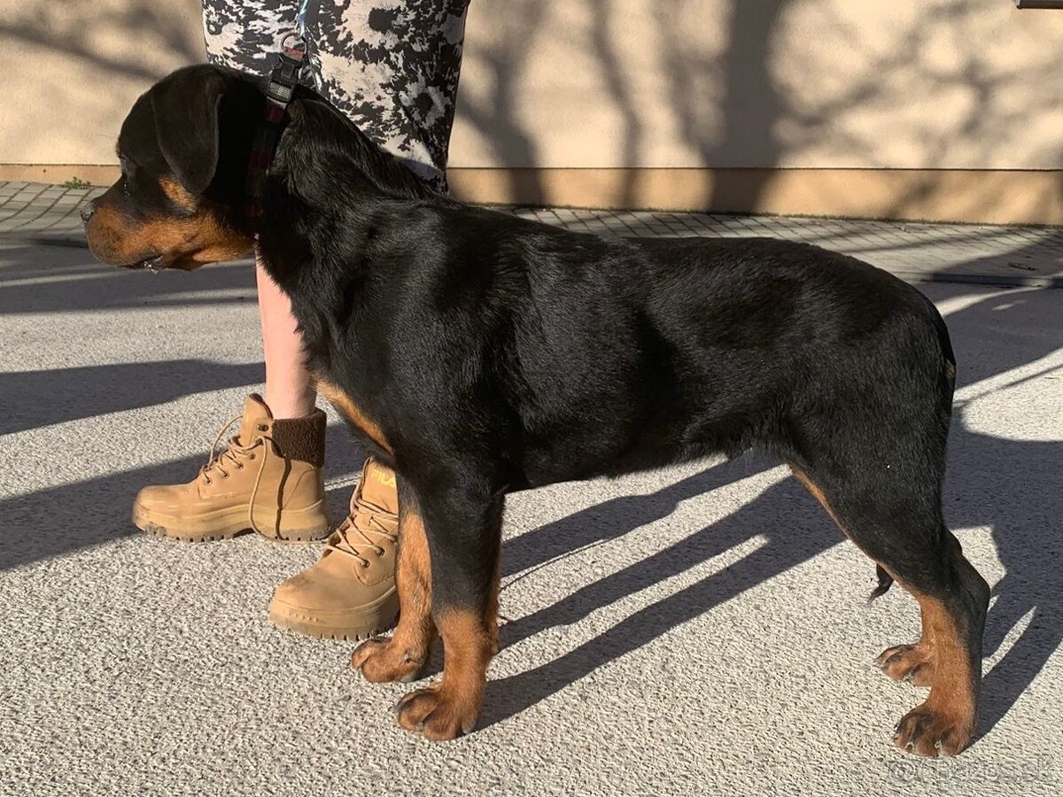 Rottweiler, rotvajler, rtw - 3