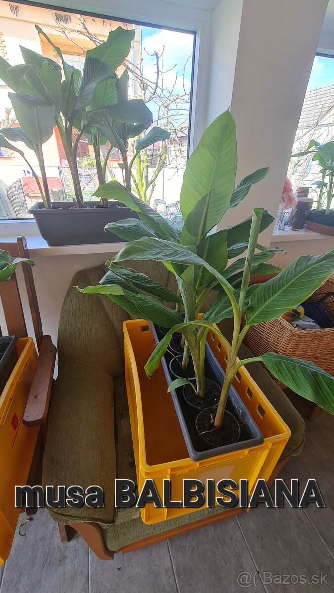 Banan,bananovniky,maurelli atd. - 3