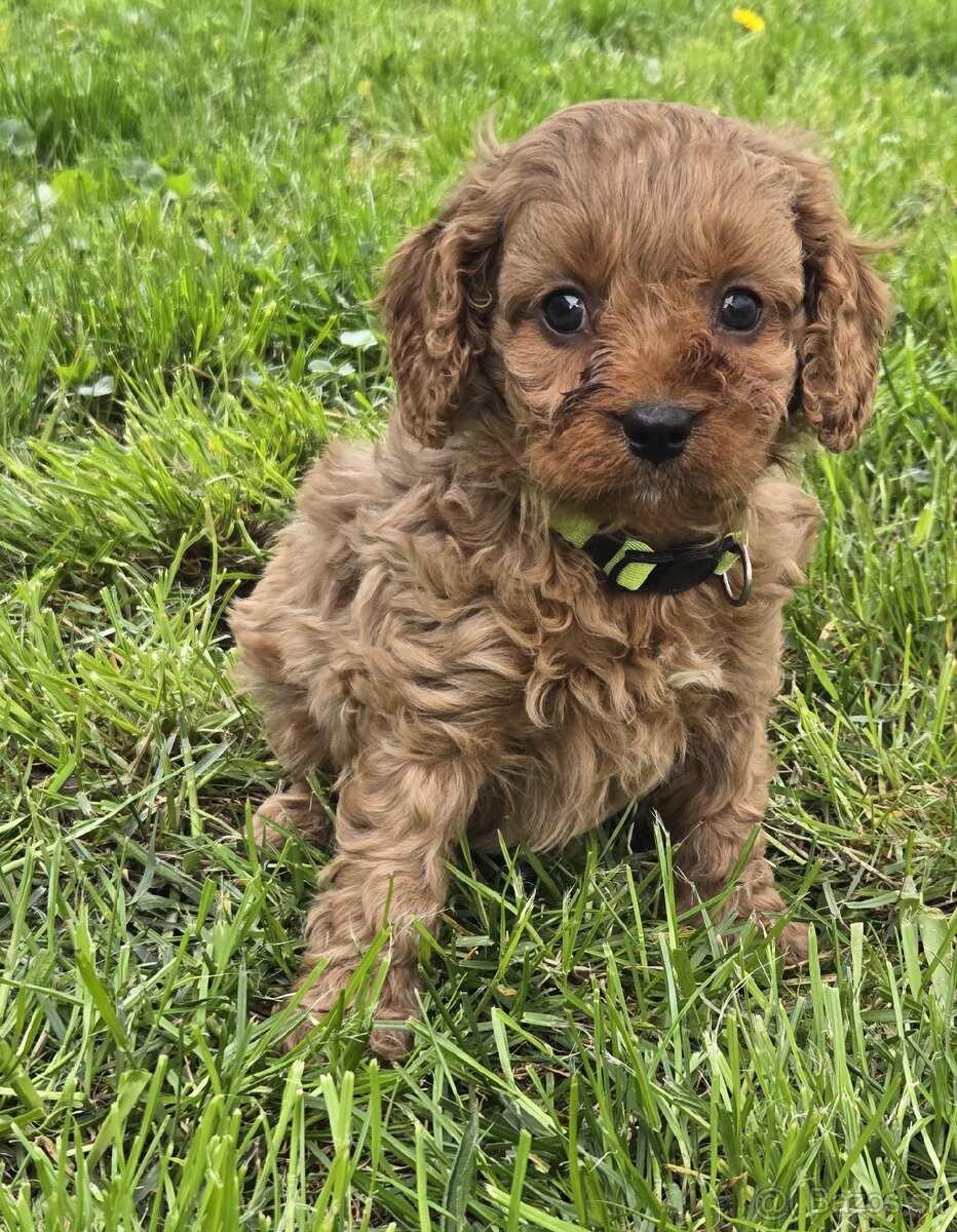 Cavapoo - 3
