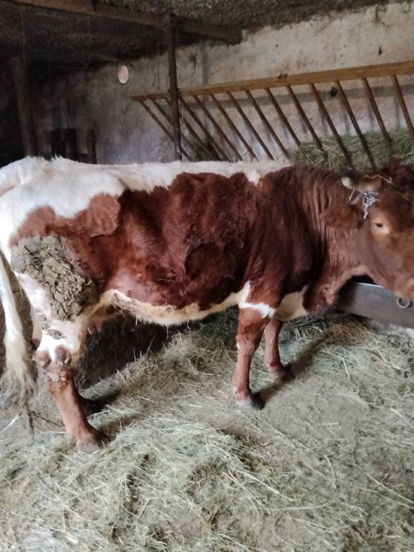 Predám teľnú kravu - 3