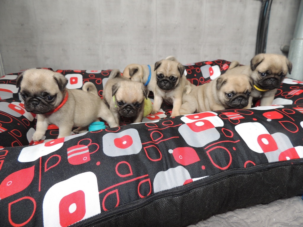 MOPS s PP. - 3