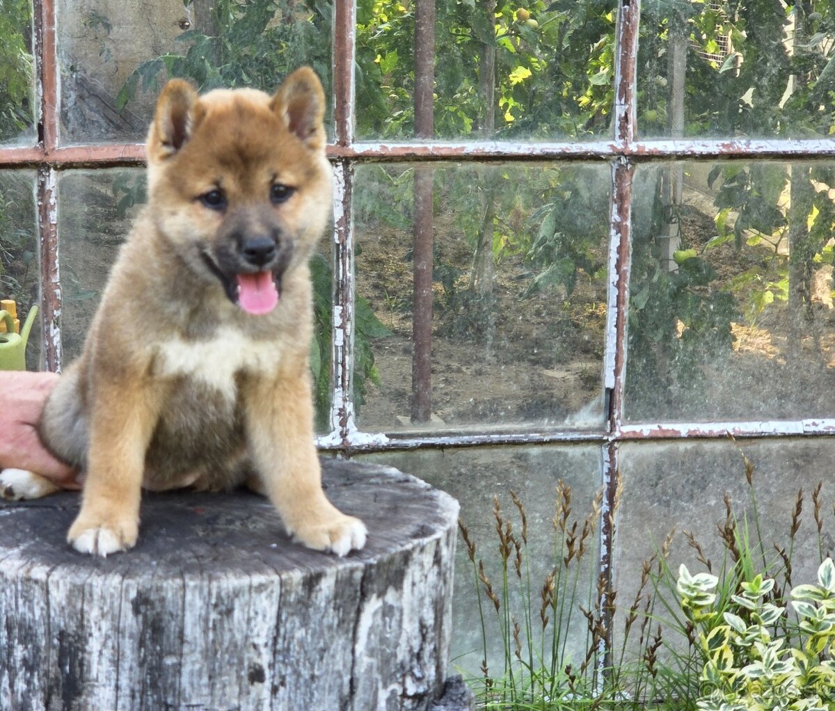 shiba inu - 3