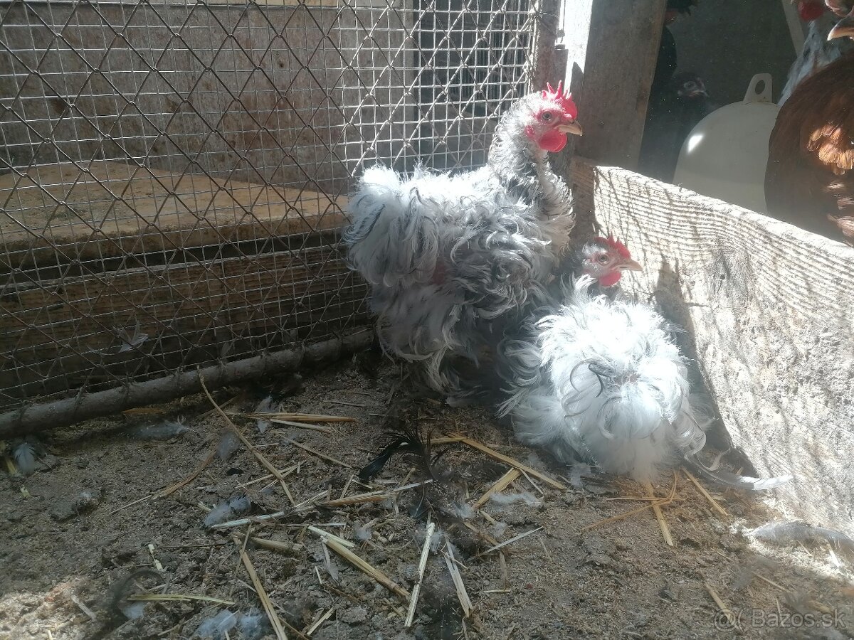 Zdrobnená kočinka - kohúty ročník 2025 - 3