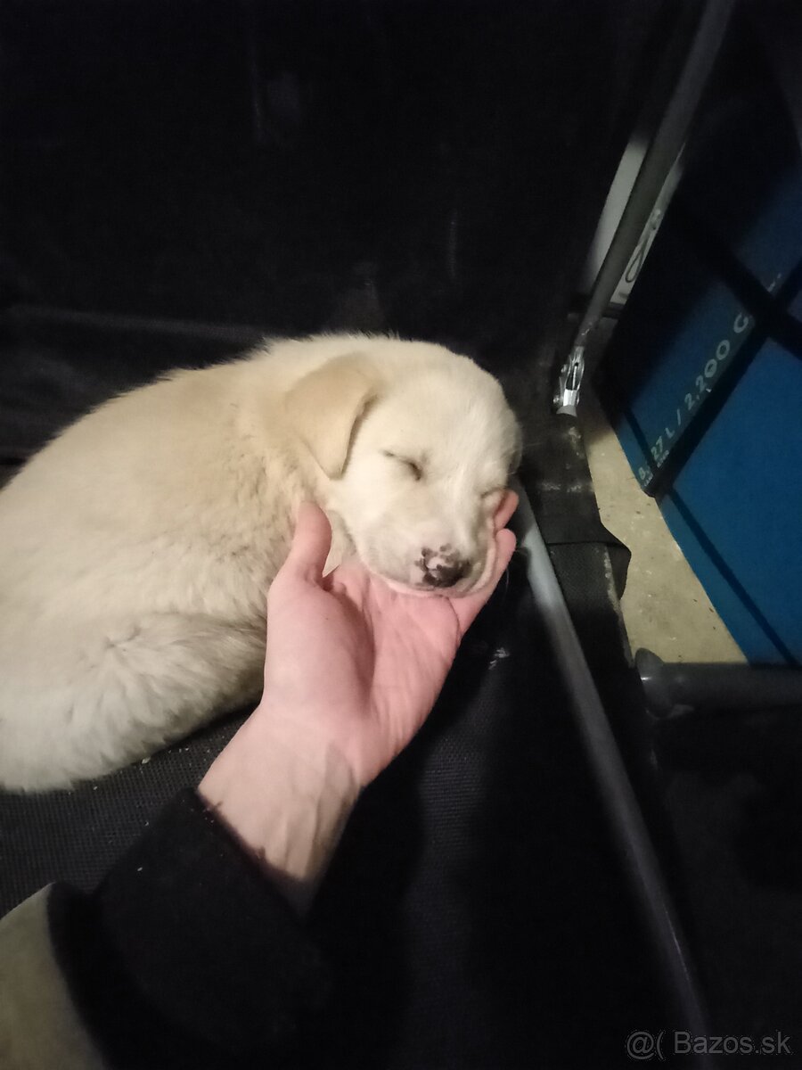 Darujem šteniatka - 3