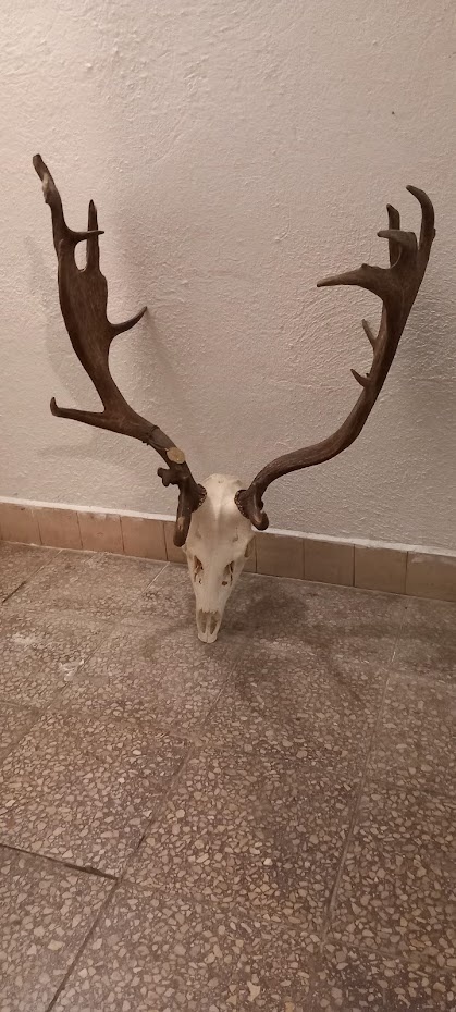 Predám danielie trofej - 3