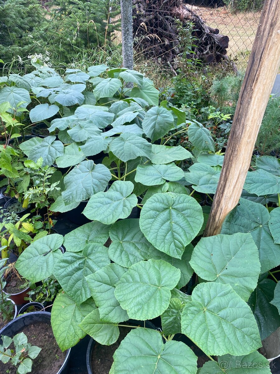 Paulownia Tomentosa rýchlorastúci strom - 3