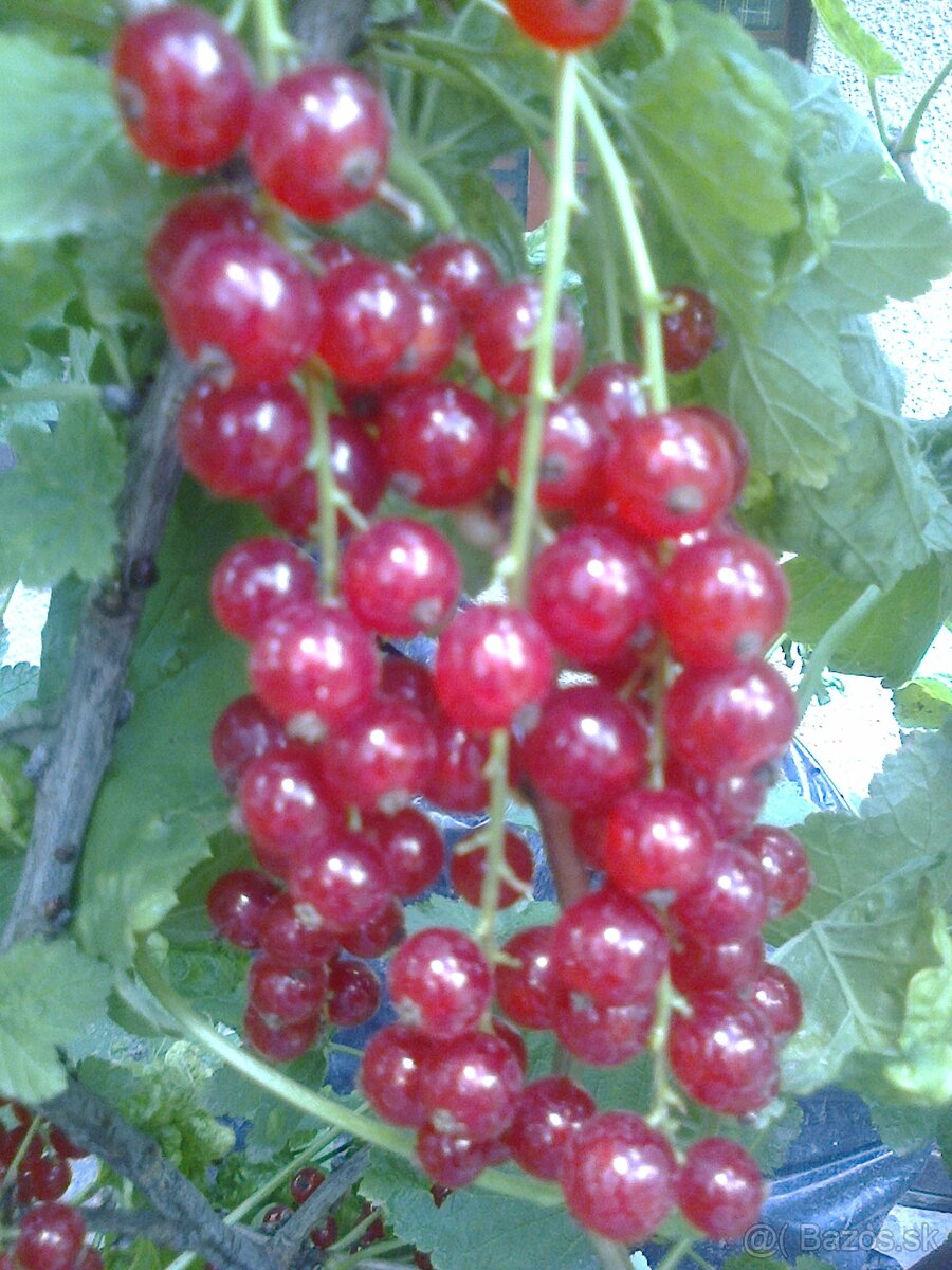 Josty .,ríbezle .egreš ,černice ,lieska.... - 3