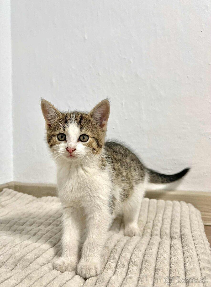 Darujeme mačiatka - 3