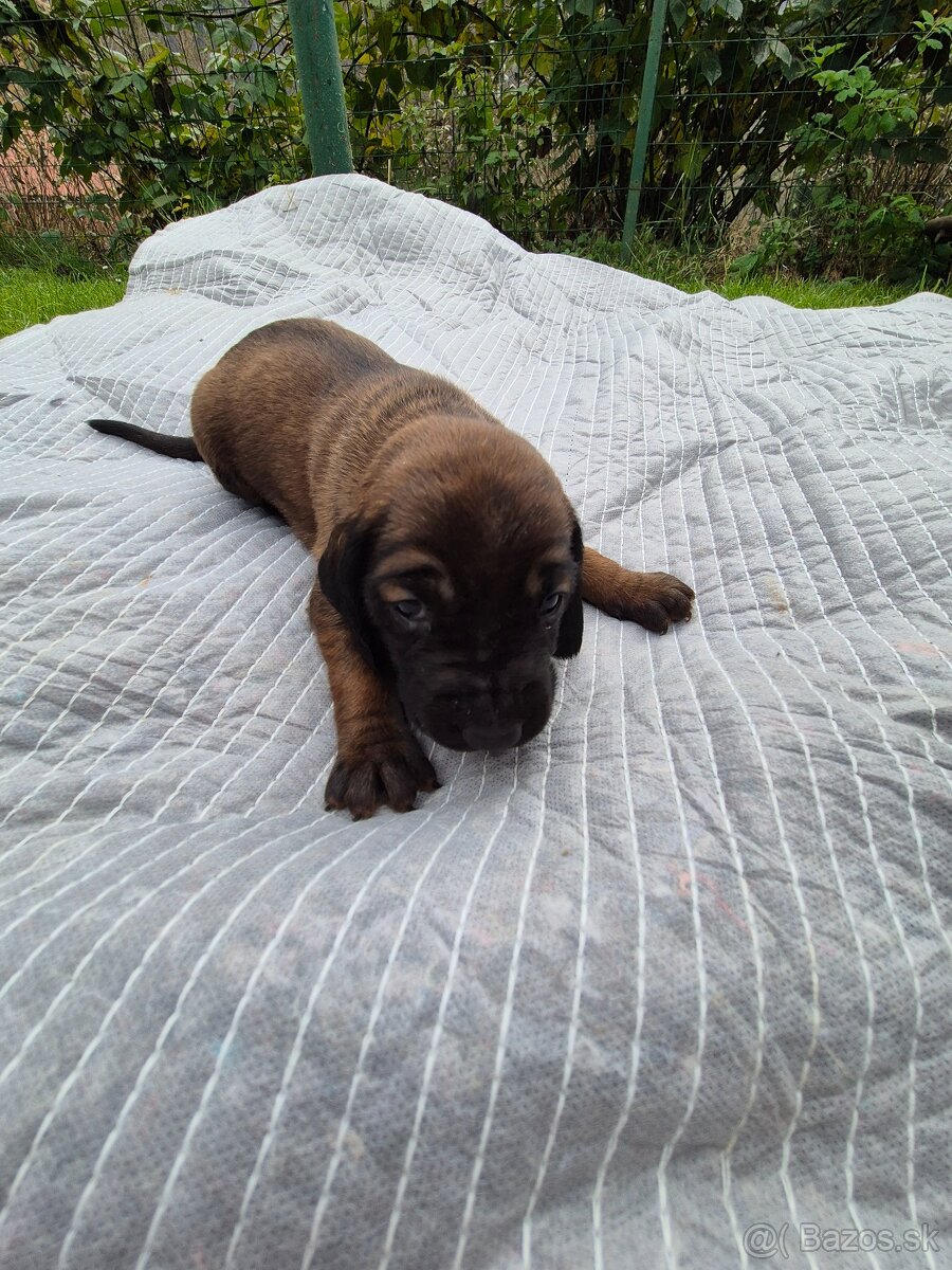 Šteniatka Bavorský farbiar - 3