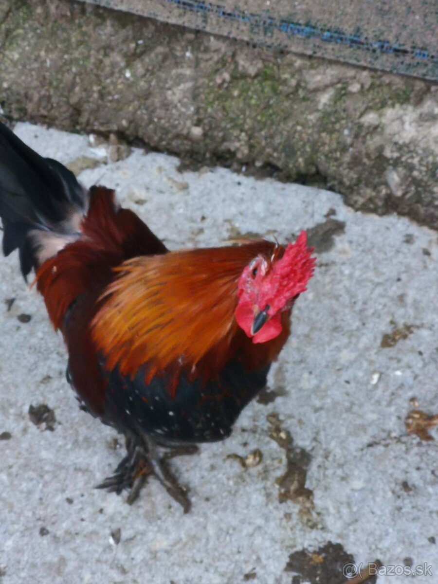 Kohúty liliputky aj milfler - 3