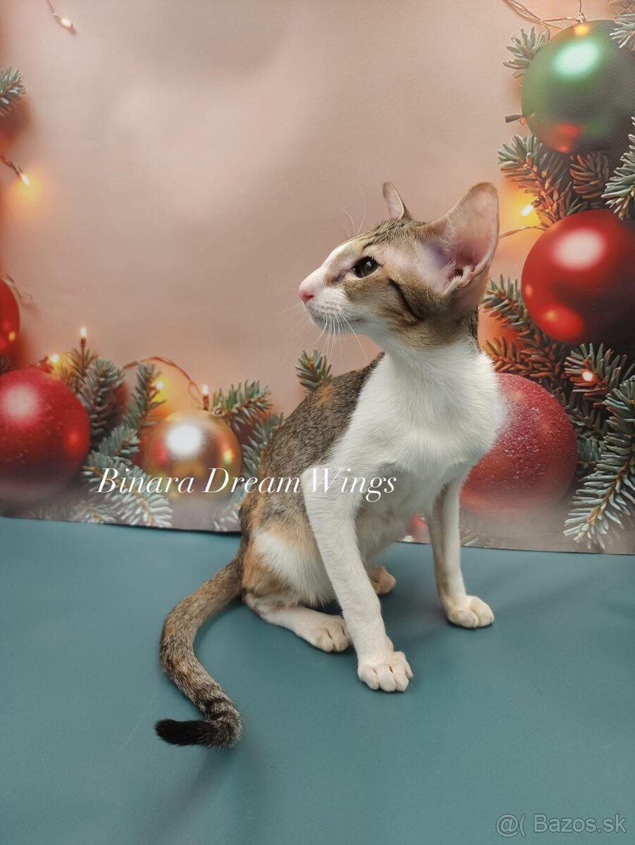 Orientální kočka s PP Binara - 3
