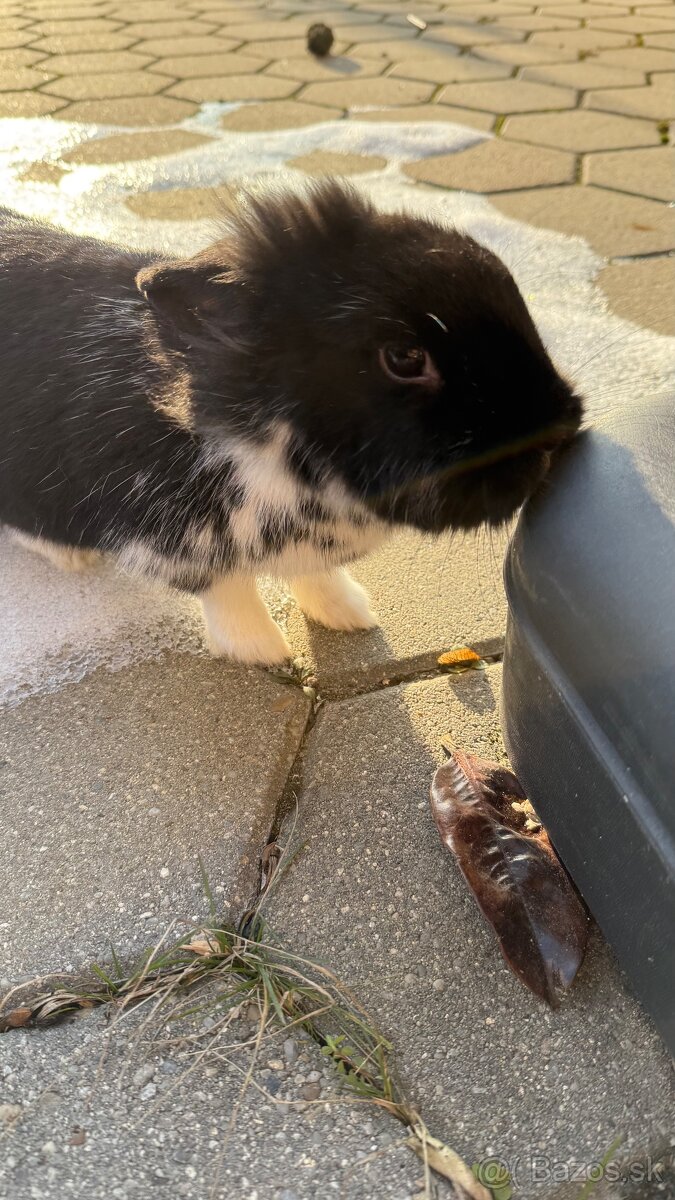 Zákrslý králik❤️ - 3