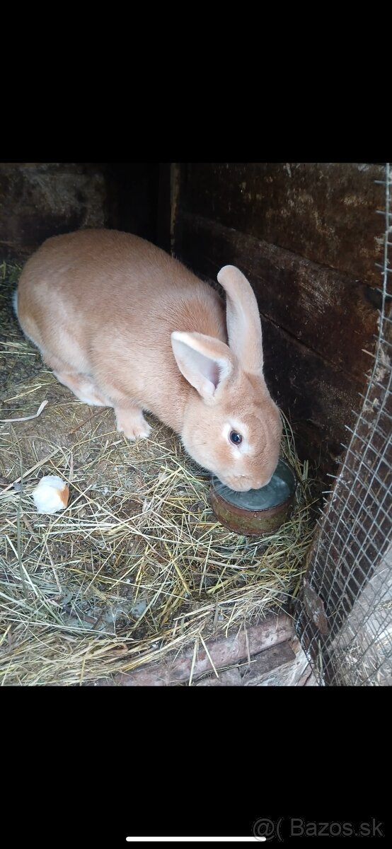 Predám zajace - 3