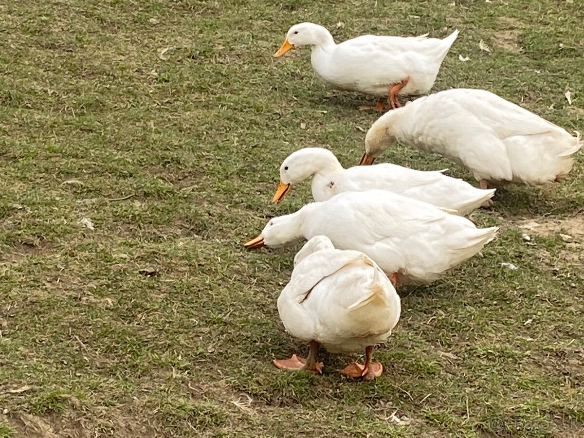 Nasadove vajcia peking - 3