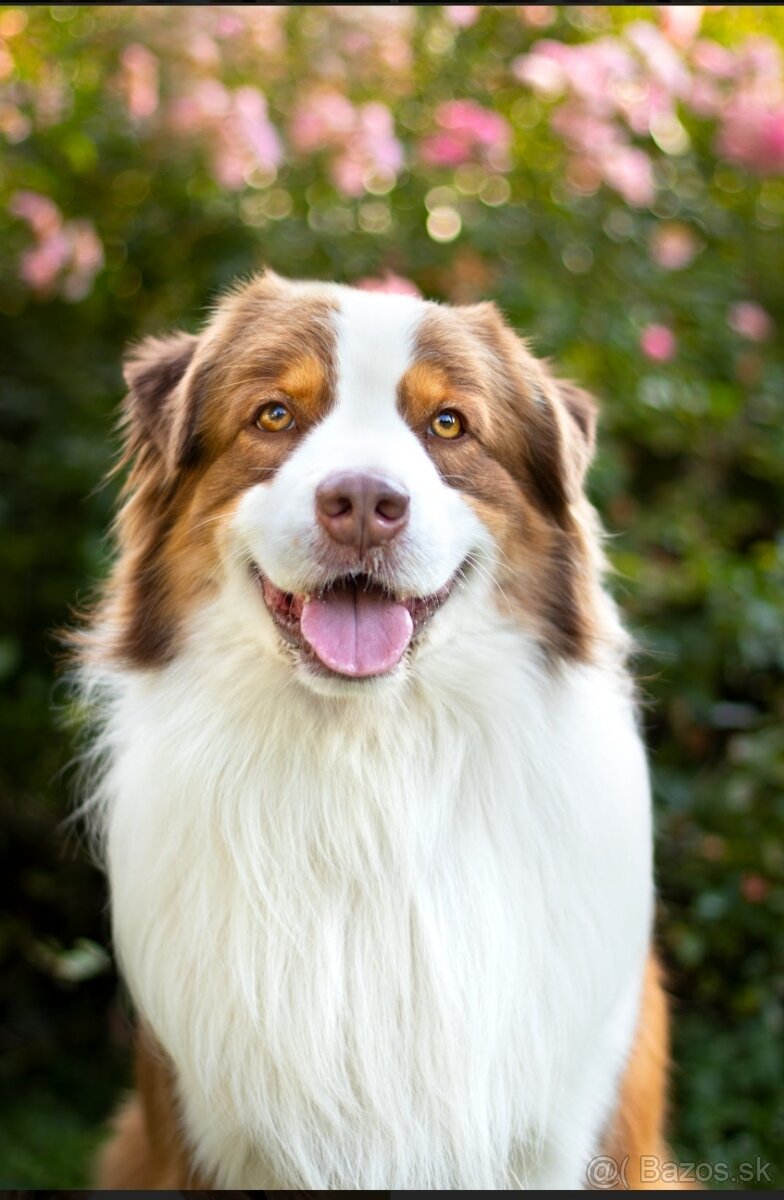 Austrálsky ovčiak- krytie, PP - 3