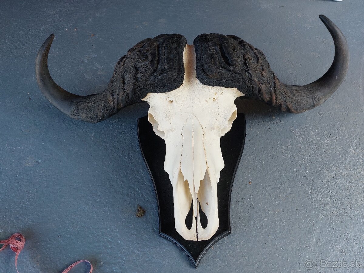 Trofej trofeje paroh parohy parozie zhody - 3