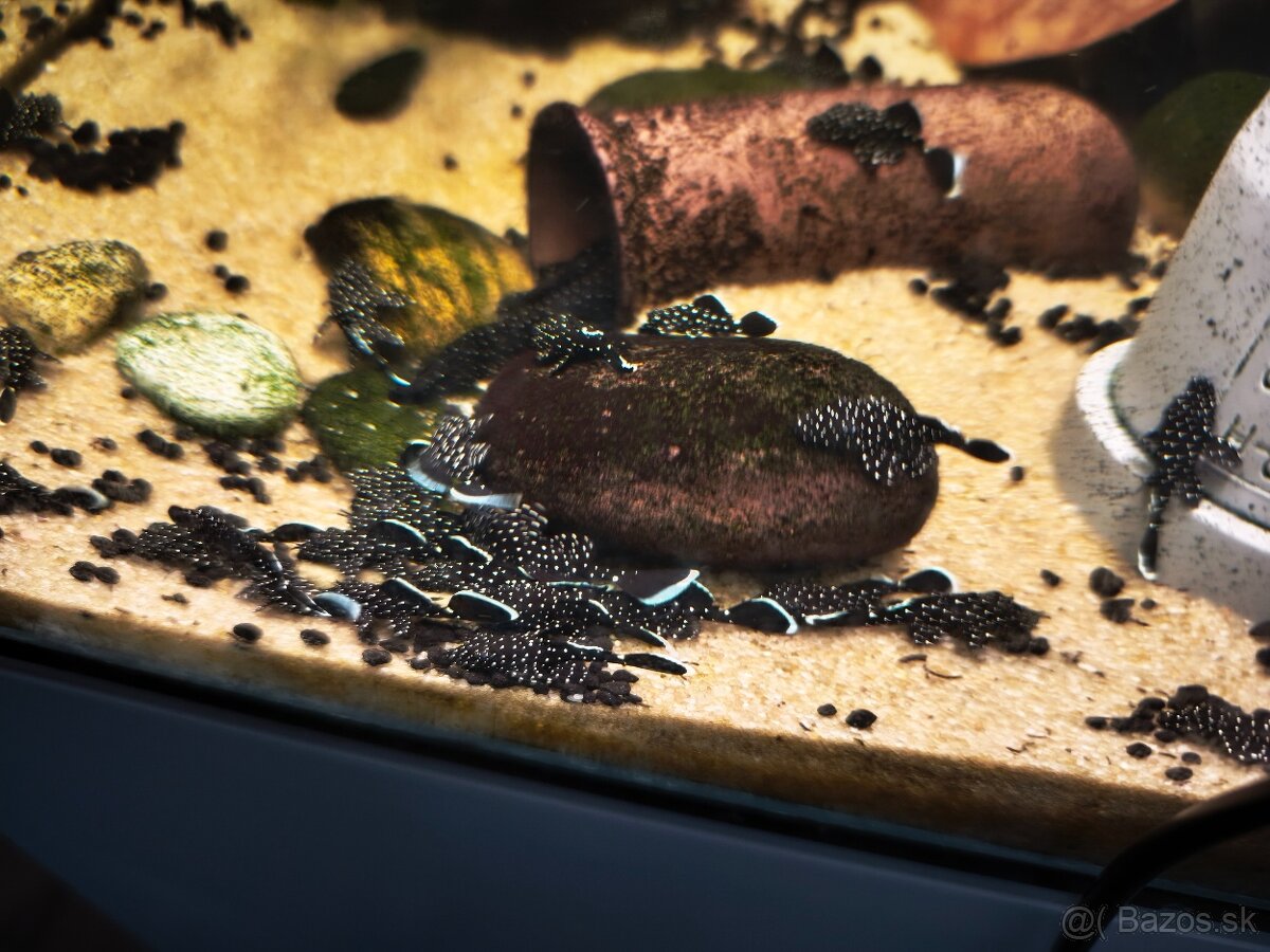 Pleco L213 - 3