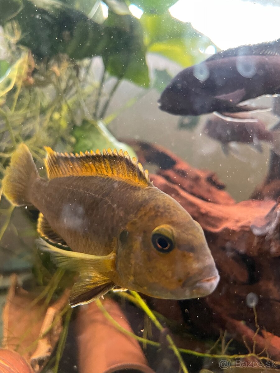 Cichlidy - 3